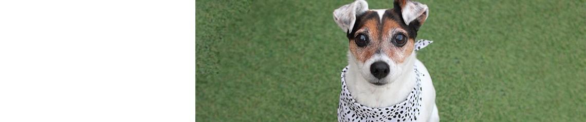 Wholesale dog-themed decorations and gifts. Bestselling retail lines for dog lovers including signs, magnets and treat tins.