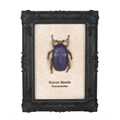 Scarab Beetle Framed Wall Art Print