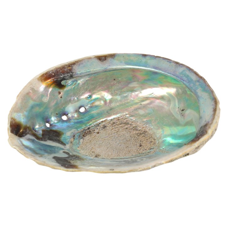 11-12.5cm Small Abalone Shell 
