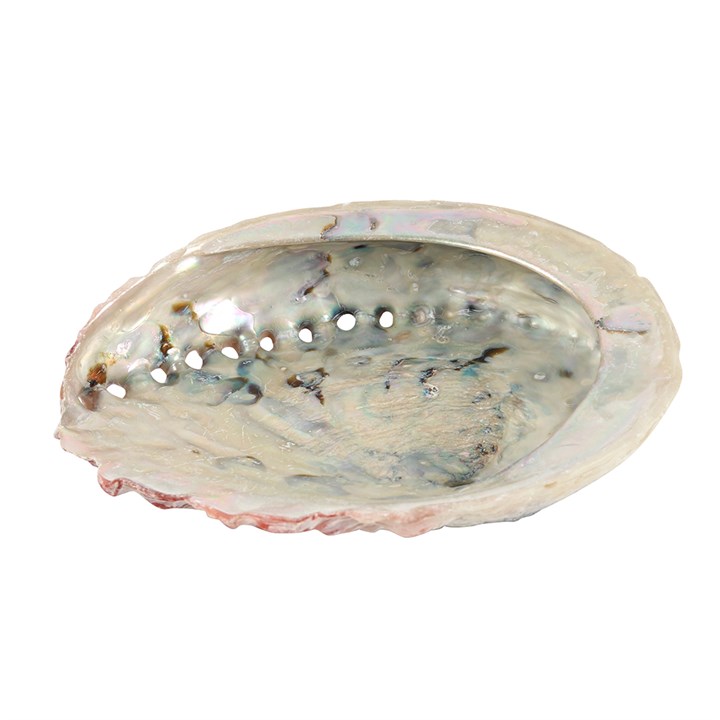 10cm Abalone Shell