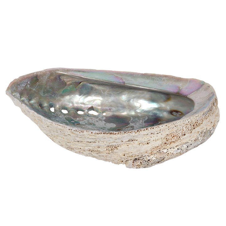 17-18cm Large Abalone Shell